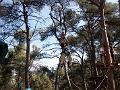 2004-08 Acrobranches 068